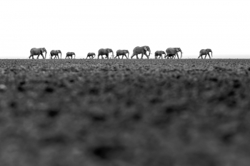Walk the line
