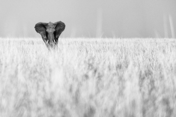 Elephants and giraffes of Amboseli NP, Kenya