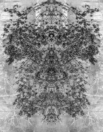 SWAMP ROOT PATTERNS