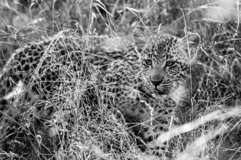 Leopard cub