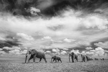 Elephant Walk