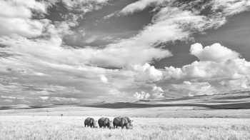 White Rhino Family Dinner