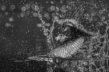 Fish dance