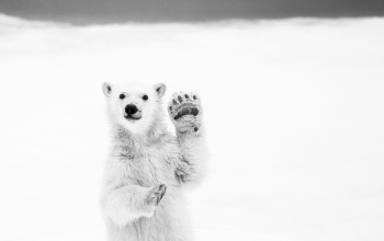 Polar Bear Cub