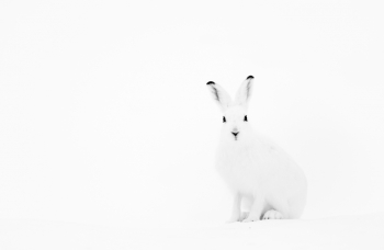 Mountain Hare