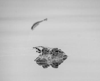 American Alligator