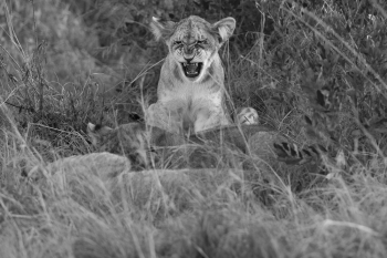 Lions of the Masai Mara
