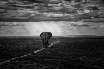 Lone Walk
