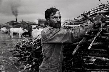 In the bitter life of a sugar farmer