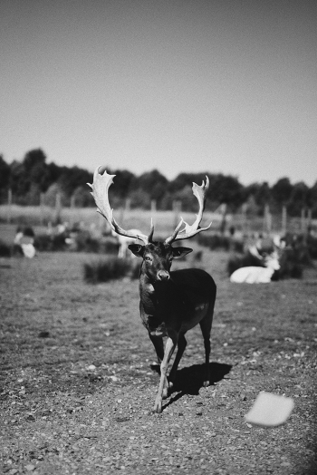 Black & White Animals