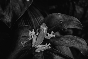 Costa Rica Abundance