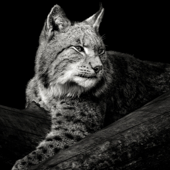 Lynx #4