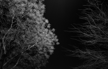 Brooklyn Street Trees
