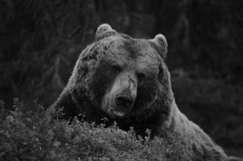 Bears life