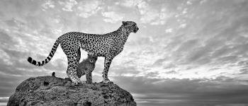 Mother and Baby Cheetah