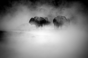 Yellowstone Bison herd 2021