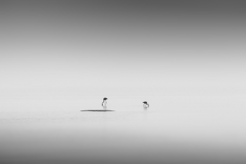 Flamencos en el Mar Menor