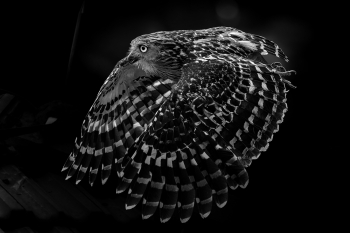 Owl In Flight