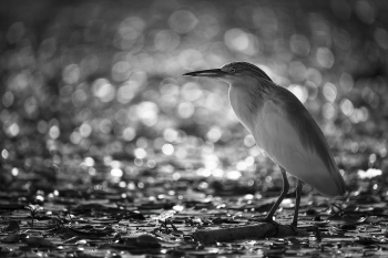 In morning shine