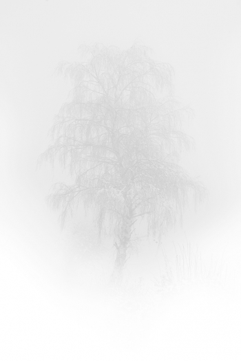Tree's nature