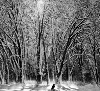 Winter Reverie