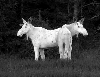 White_elk_brothers