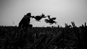 Cockfight