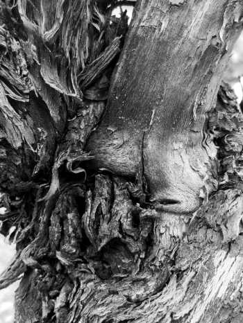 Old Vines