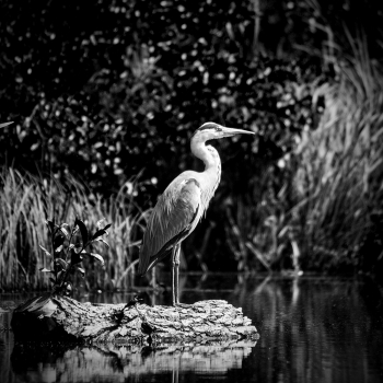 Grey heron