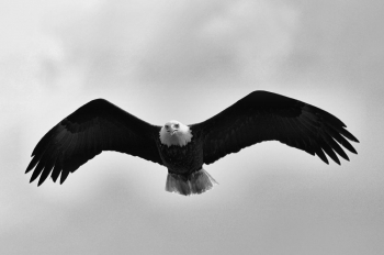 Soaring Free