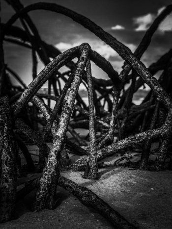 Mangrove web in an Amazonian beach
