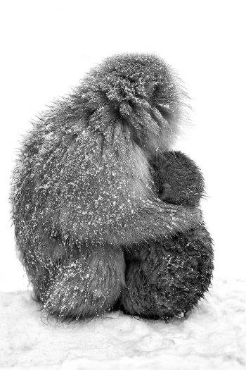 A Mothers Love