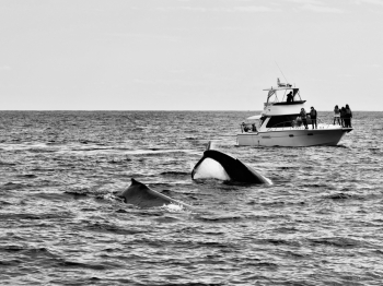 Whale encounter