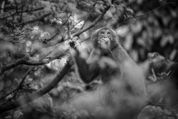 Life of monkeys