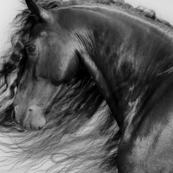 Dark Horse.