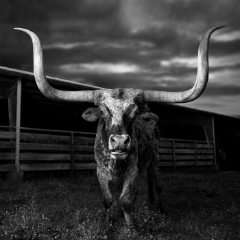 Homer Out to Pasture