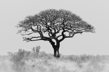 Acacia Minimalistica