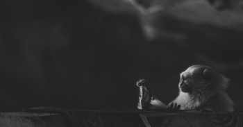 Monkey pedicure
