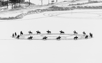 Geometric art by horses