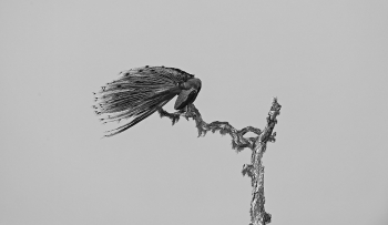 Preening Peacock