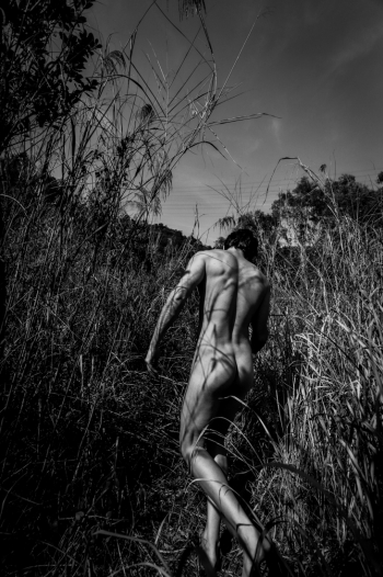 Wild life