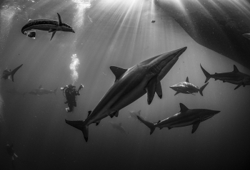Spinner Sharks. 