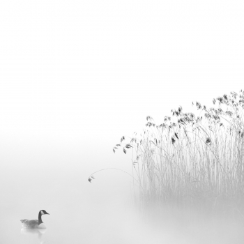 The Lone Swimmer