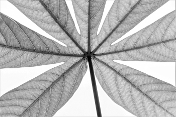 “Passage of time – leaves textures” series