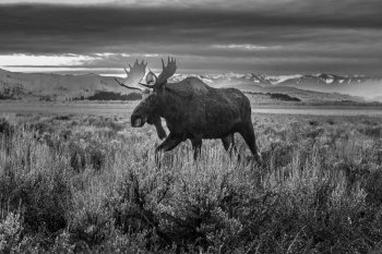 Wilderness Encounter in Grand Teton 