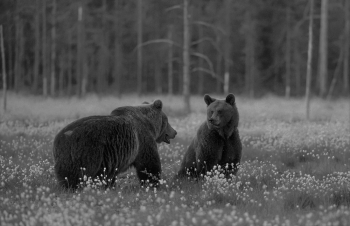 Old bear and young bride