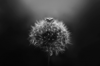 Dandelion
