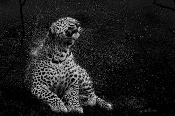 Drying Off