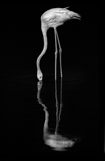 Flamingo Noir