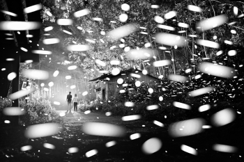 Fireflies flying